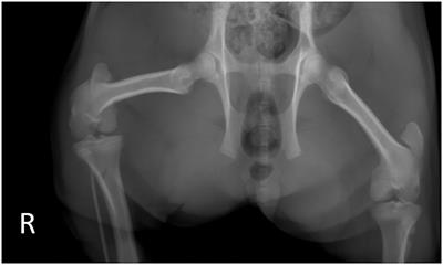 Case Report: Trochlear Wedge Sulcoplasty, Tibial Tuberosity Transposition, and Lateral Imbrication for Correction of a Traumatic Patellar Luxation in a Miniature Companion Pig: A Case Report and Visual Description